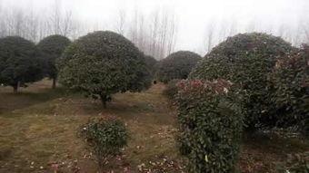 都市爆料石榴树视频下载,揭秘石榴树视频下载背后的秘密 第3张 都市爆料石榴树视频下载,揭秘石榴树视频下载背后的秘密 第3张