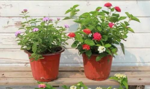 黑喵早期爆料视频大全最新,揭秘娱乐圈幕后真相 第3张 黑喵早期爆料视频大全最新,揭秘娱乐圈幕后真相 第3张